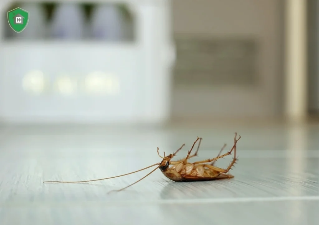 Hygiene Care for Cockroach Control in Dubai